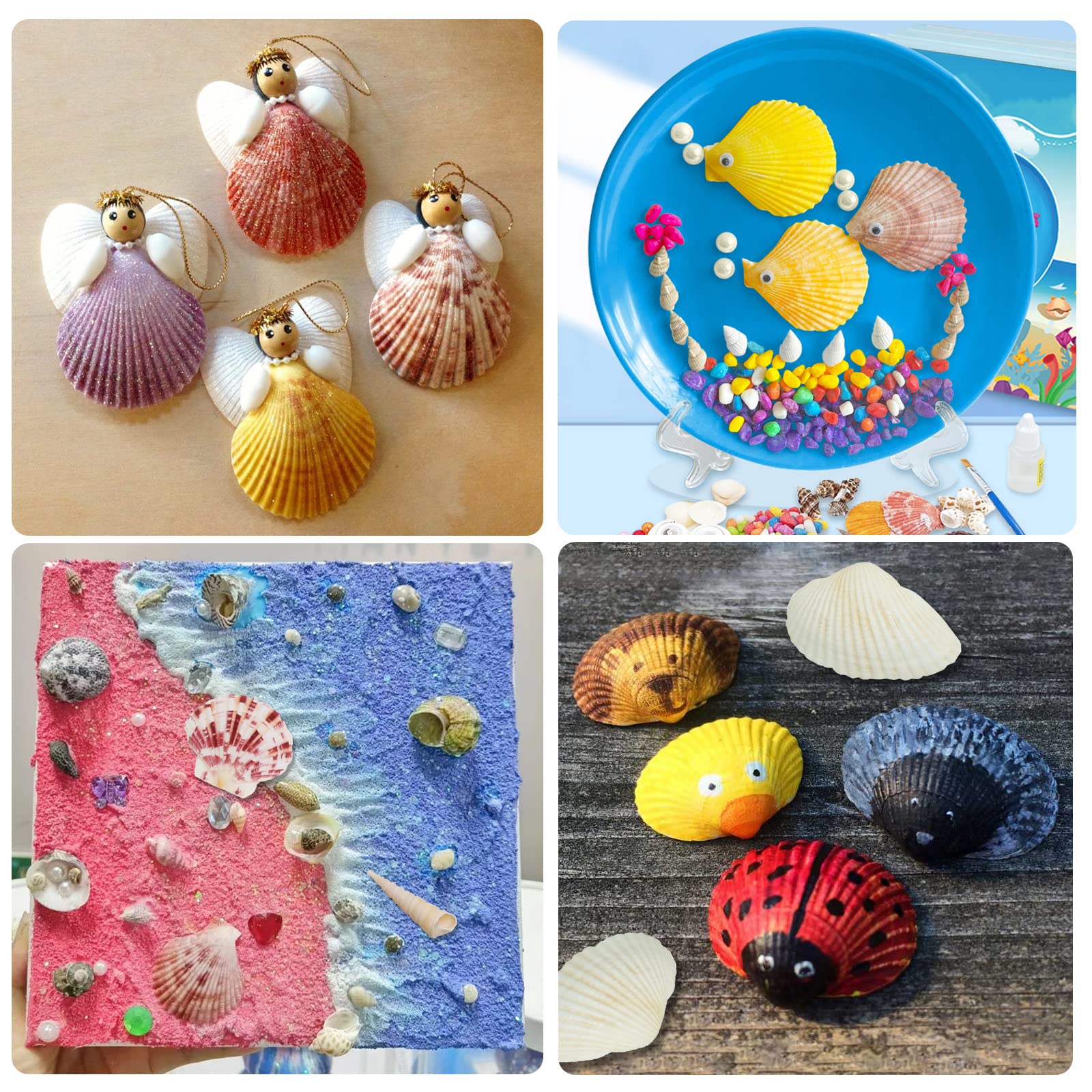 seashells for crafts