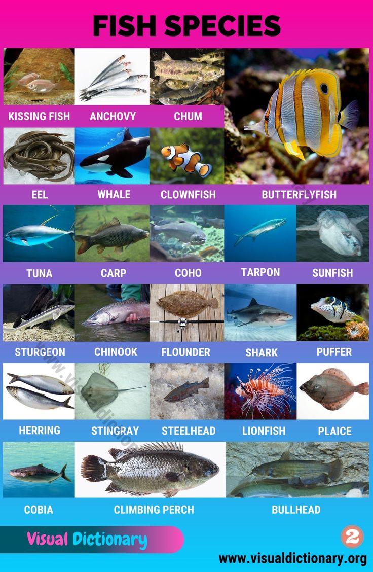 bird fish identification for kids