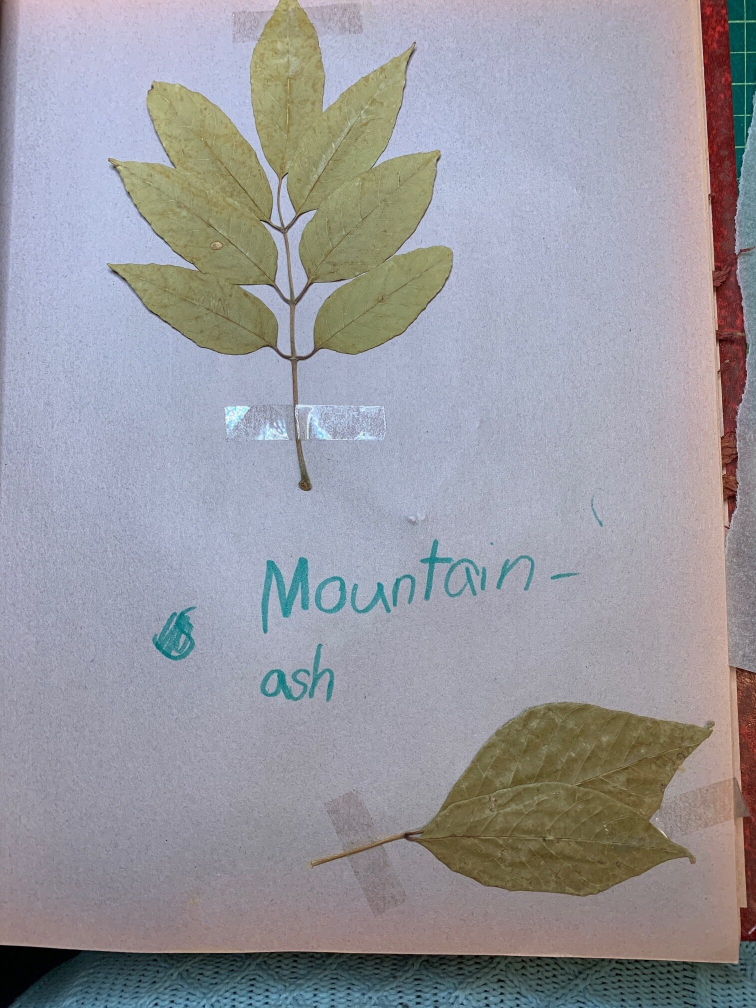 preschool leaf flower collection